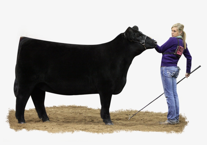 Show Cattle, transparent png #2154691