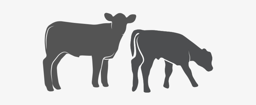 Calves - Beef Calf Silhouette, transparent png #2154713