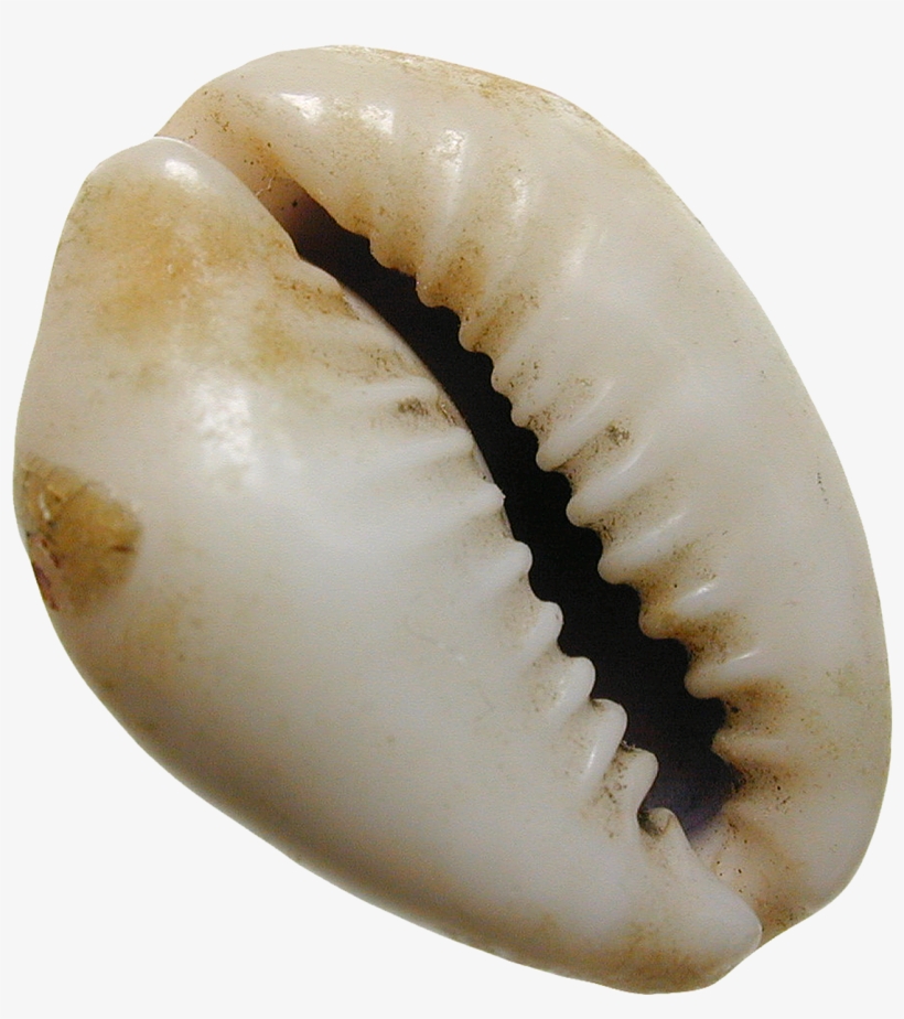 Africa To Asia, Cowrie Shell Cypraea Annulus - African Cowries Money, transparent png #2155161
