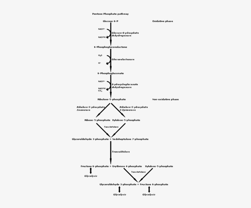 Pentose Phosphate Pathway - Voie Des Pentoses Phosphates, transparent png #2155205