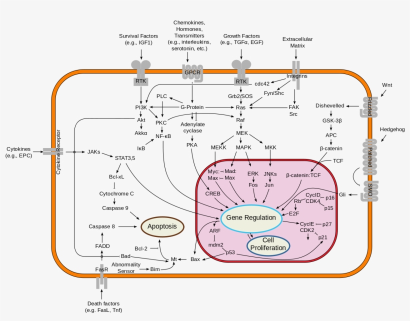 Signal Transduction Pathway - Signal Transduction Pathways, transparent png #2155206