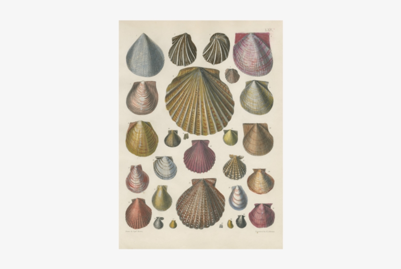 Shells - Pierre Antoine Poiteau - Conchology Iv Gouttelette, transparent png #2155234