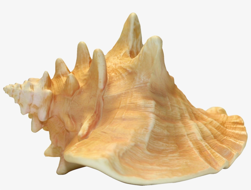 Conch Png Image - Conch Png, transparent png #2155310