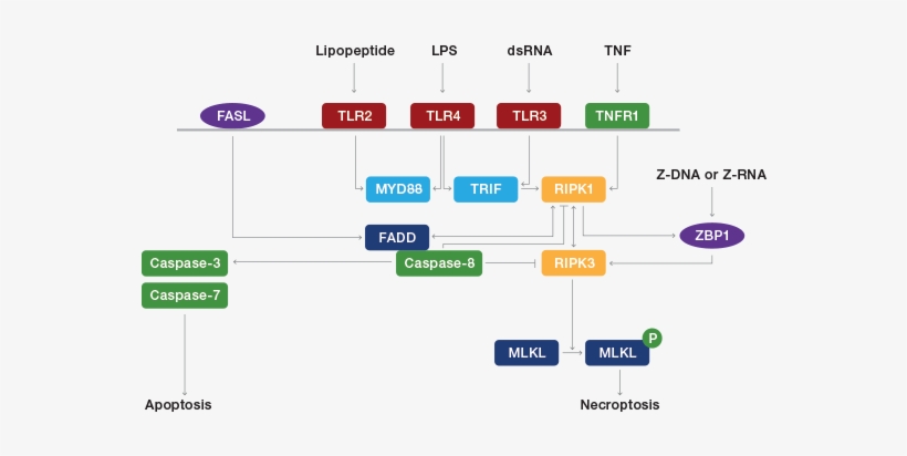 Necroptosis Pathway - Necroptosis Pathway Necroptosis, transparent png #2155709