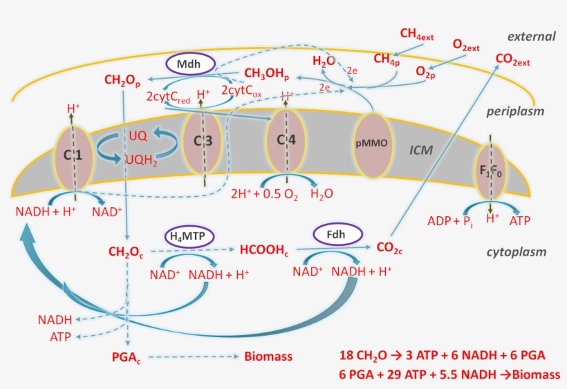Pathway Of Methane Utilization In M - Methane Oxidation Nadh, transparent png #2155828