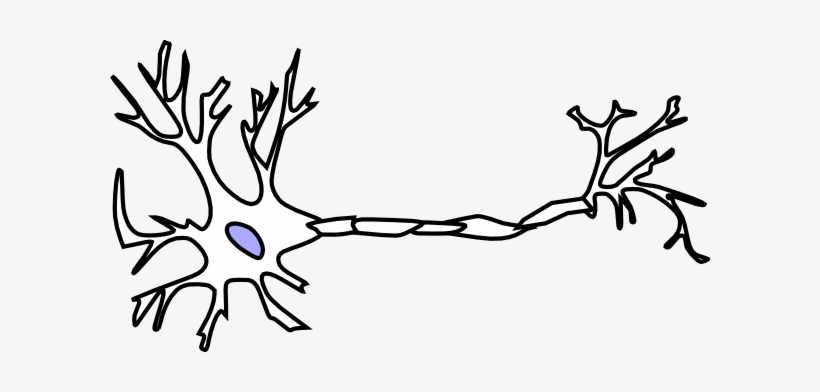 Picture Transparent Download Biology Free Collection - Brain Neuron Clip Art, transparent png #2157748