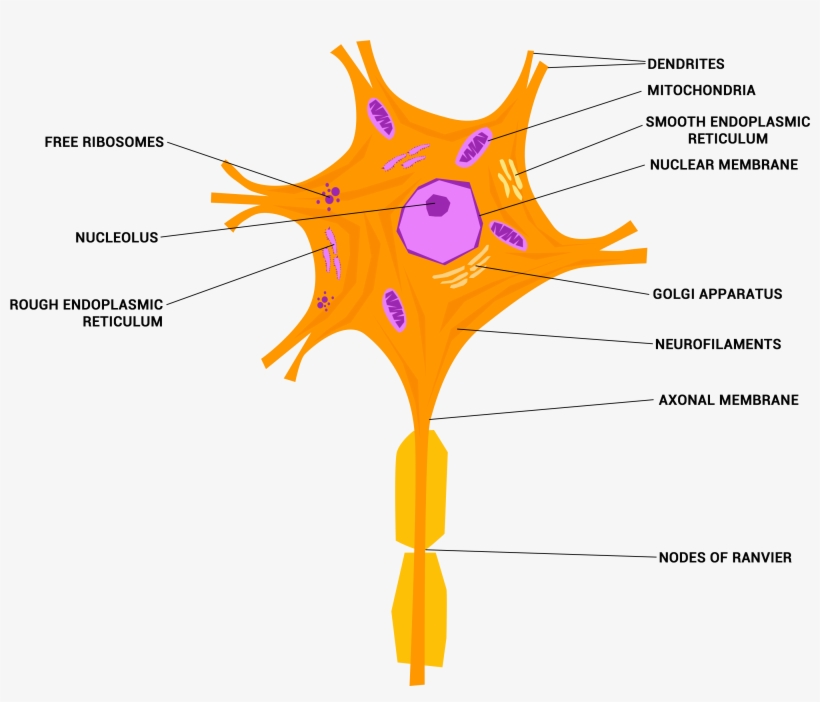 Neuron Or Nerve Cell - Nervous Tissue Neuron, transparent png #2157805
