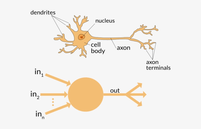 Neuron - Artificial Neural Network, transparent png #2157867