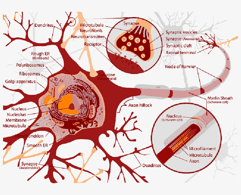 Mb Image/png - Congenital Insensitivity To Pain With Anhidrosis ...