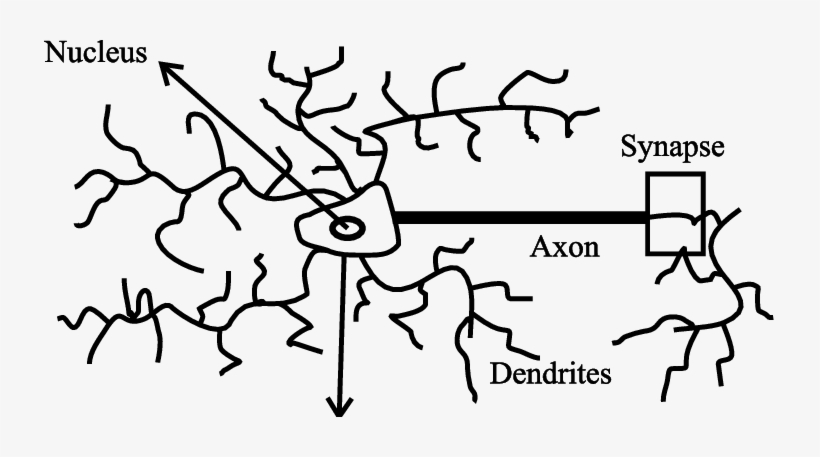 Basic Components Of A Neuron - Hummus Recipes By Laura Sommers 9781542617727 (paperback), transparent png #2158138