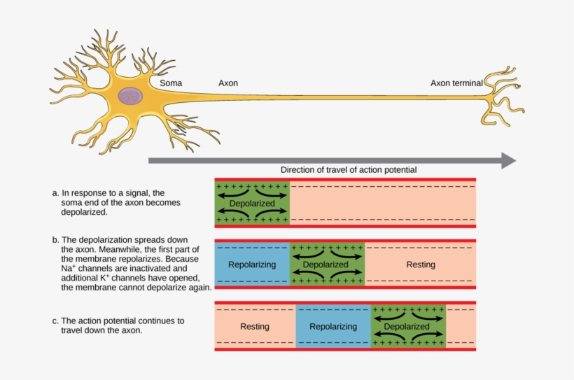Image - Neuron Axon Action Potential, transparent png #2158252