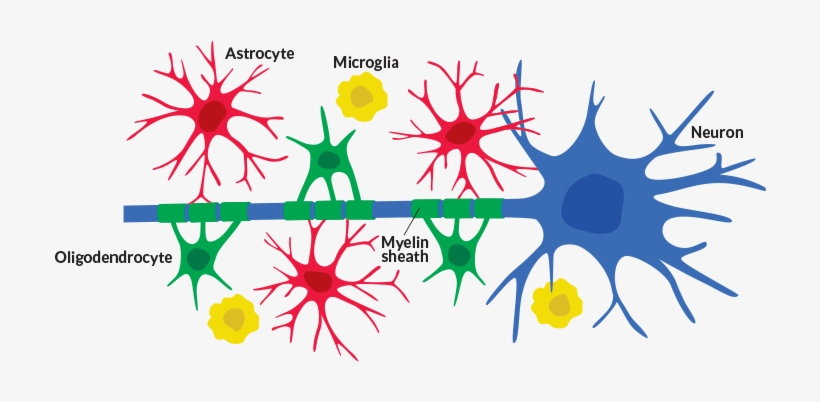 Brains Clipart Neuron - Celulas Gliales Y Neuronas, transparent png #2158256