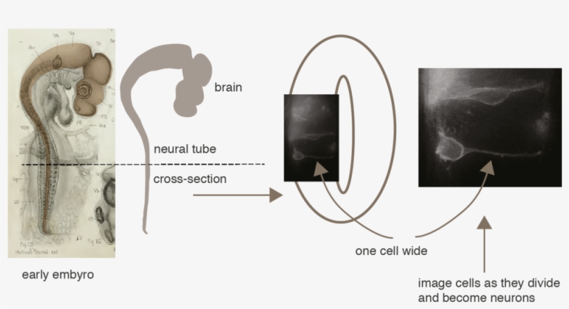Neuro1 - Adult Neurogenesis, transparent png #2158323