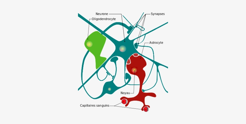 Cell Drawing Neuron - Neuron Diagram With Glial Cells, transparent png #2158329