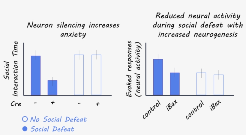 Hippocampus1800 - Portable Network Graphics, transparent png #2158374