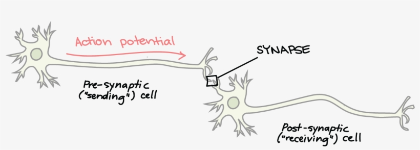 Receiver Of Neurotransmitters, transparent png #2158554