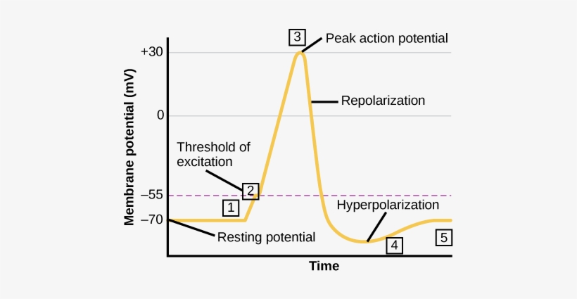 Formation Of An Action Potential - Action Potential Steps, transparent png #2158597
