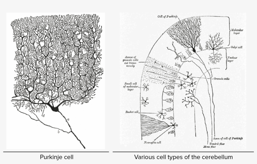 Png Transparent Download Overview Of Neuron And - Beautiful Brain: The Drawings Of Santiago Ramon Y Cajal, transparent png #2158627