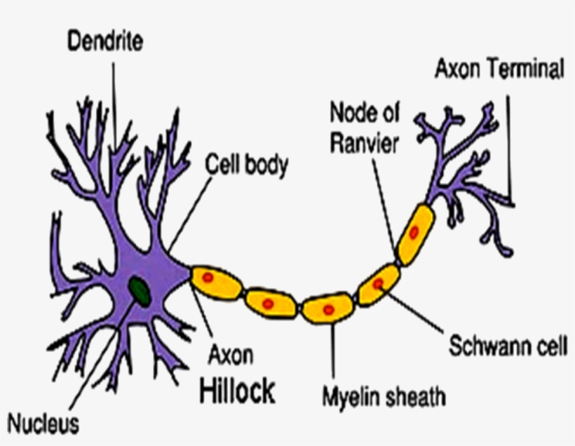 Image Of Structure Of Neuron - Neuron Structure Throw Blanket, transparent png #2158680