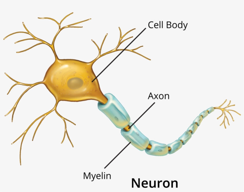 Neuron Transparent Banner Royalty Free - Illustration, transparent png #2158773