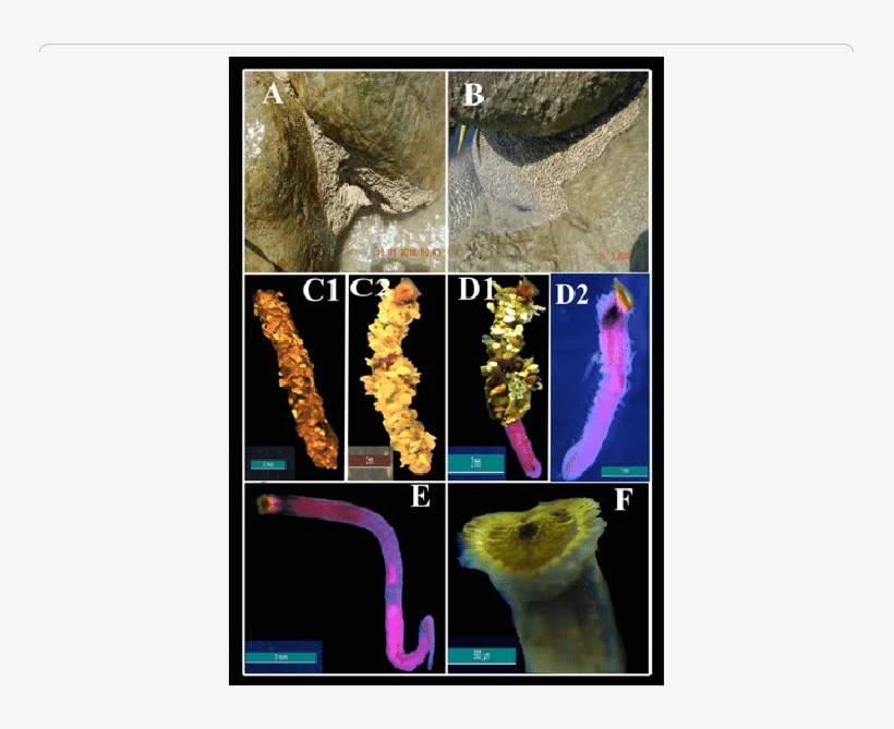 Sand Castle Reef, (b) In Between The Two Rocks, (c1) - Visual Arts, transparent png #2160452