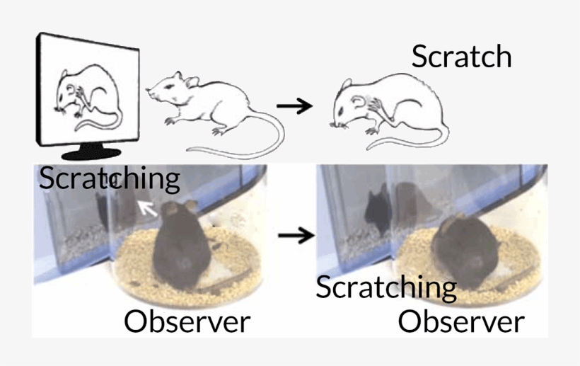 Scratching Mice - Mice Itch, transparent png #2160641
