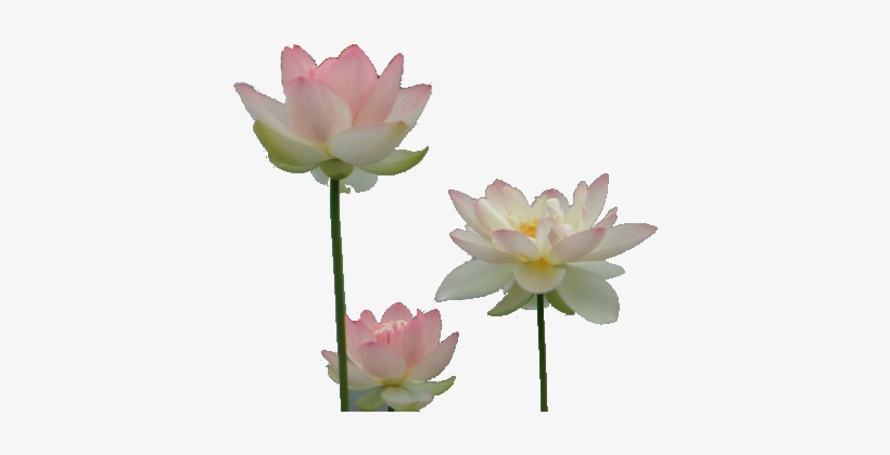 Drawing Chinese Water Lily Water Lilies Transparent Free Transparent Png Download Pngkey Drawing Chinese Water Lily Water Lilies Transparent Free Transparent Png Download Pngkey