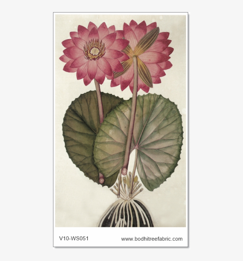 Botany, transparent png #2161390