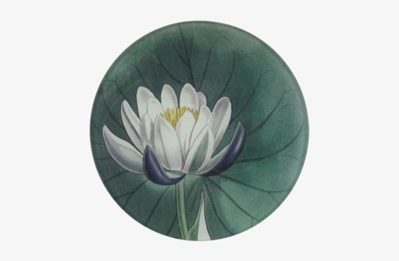 Water Lily Water Lily - Water Lilies, transparent png #2161489