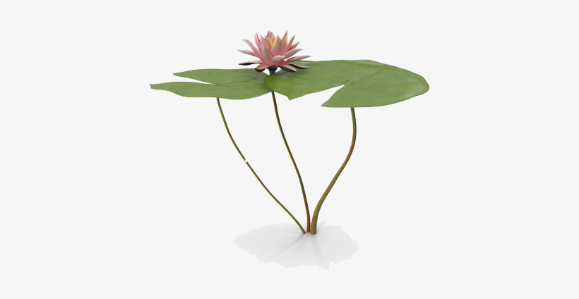 Water Lily Png Free Download - Water Lily Png, transparent png #2161510