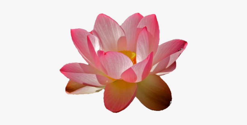 I'm - Transparent Water Lily Png, transparent png #2161513