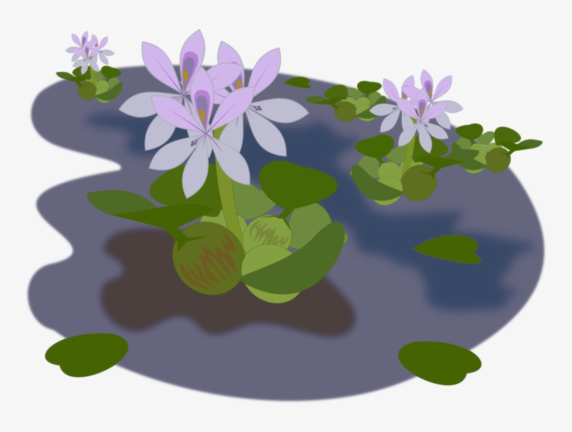 Common Water Hyacinth Aquatic Plants Water Lilies Pond - Water Hyacinth Clipart, transparent png #2161584