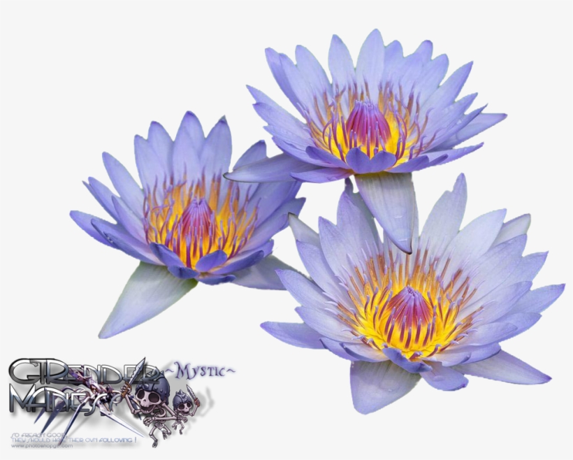 Liked Like Share - Water Lilies, transparent png #2161607