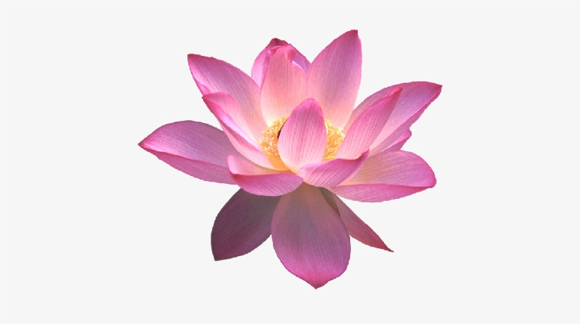 Contact Us About This Article - Lotus Flower Transparent Background, transparent png #2161712