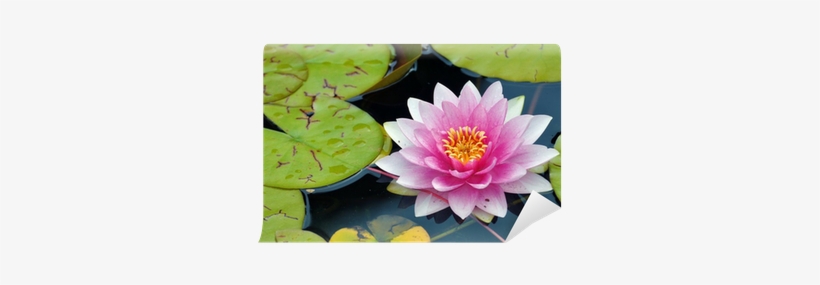 Seerosen, transparent png #2161781