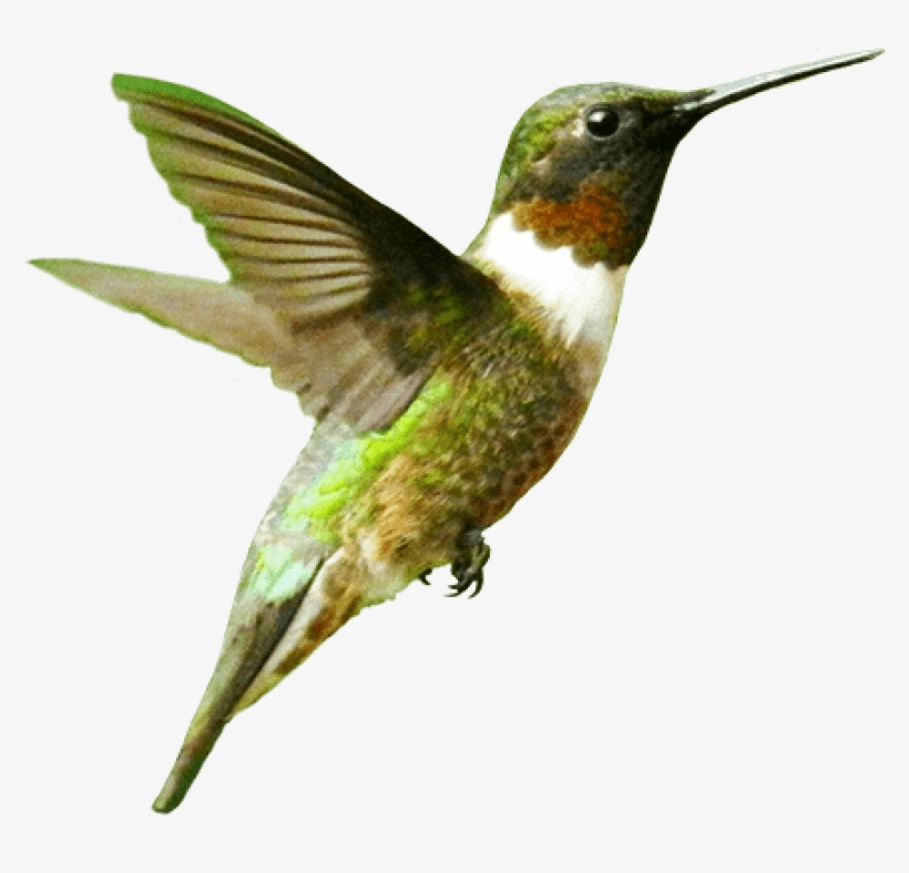 Free Png Bird Png Images Transparent - Humming Bird Png, transparent png #2163044