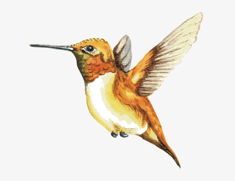 Image Of A Rufous Hummingbird - Ruby-throated Hummingbird, transparent png #2163344