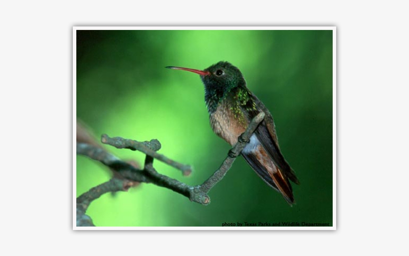 Buff-bellied Hummingbird - 2006-2007 Class Trip Directory South West Central, transparent png #2163409