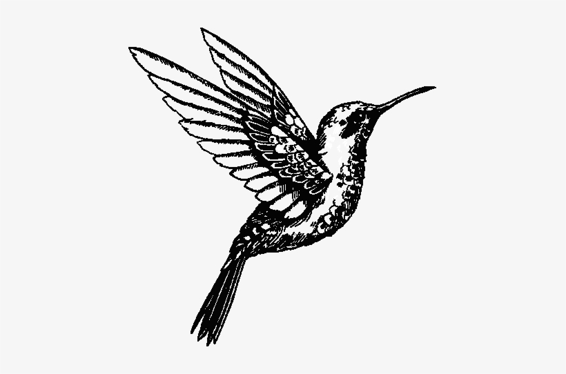 Hummingbird - Pittock Mansion, transparent png #2163413