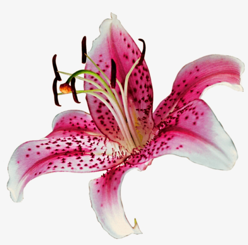 Stargazer Lily Clipart - Lily Transparent Background, transparent png #2163441