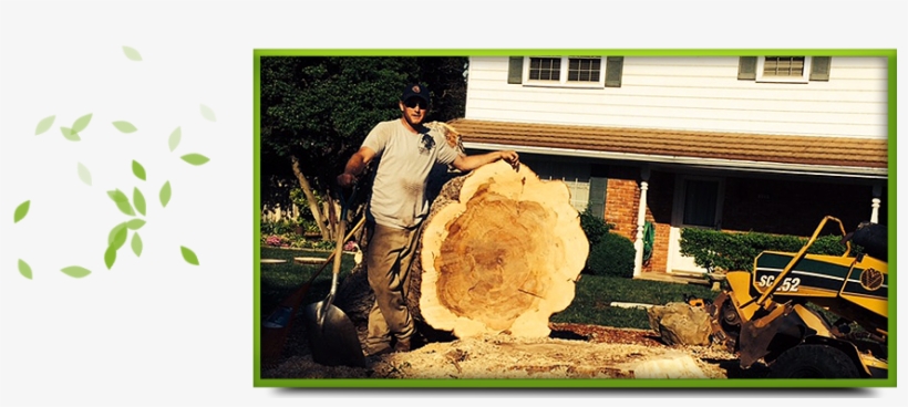 Stump Removal - Phillips Tree Care, transparent png #2163679