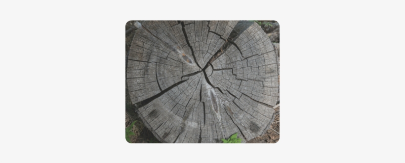 Dried Tree Stump Rectangle Mousepad - Plank, transparent png #2163680