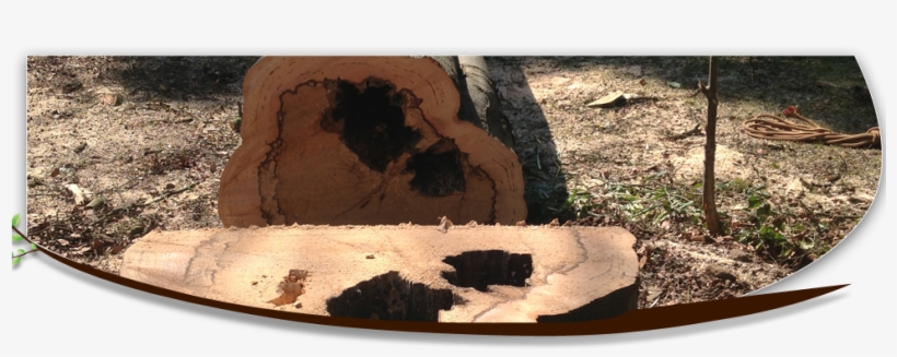 Stump Grinding Qualified Tree Surgeons - Bath, transparent png #2163842