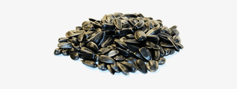Free Png Sunflower Seeds Png Images Transparent - Semechki Png, transparent png #2164033