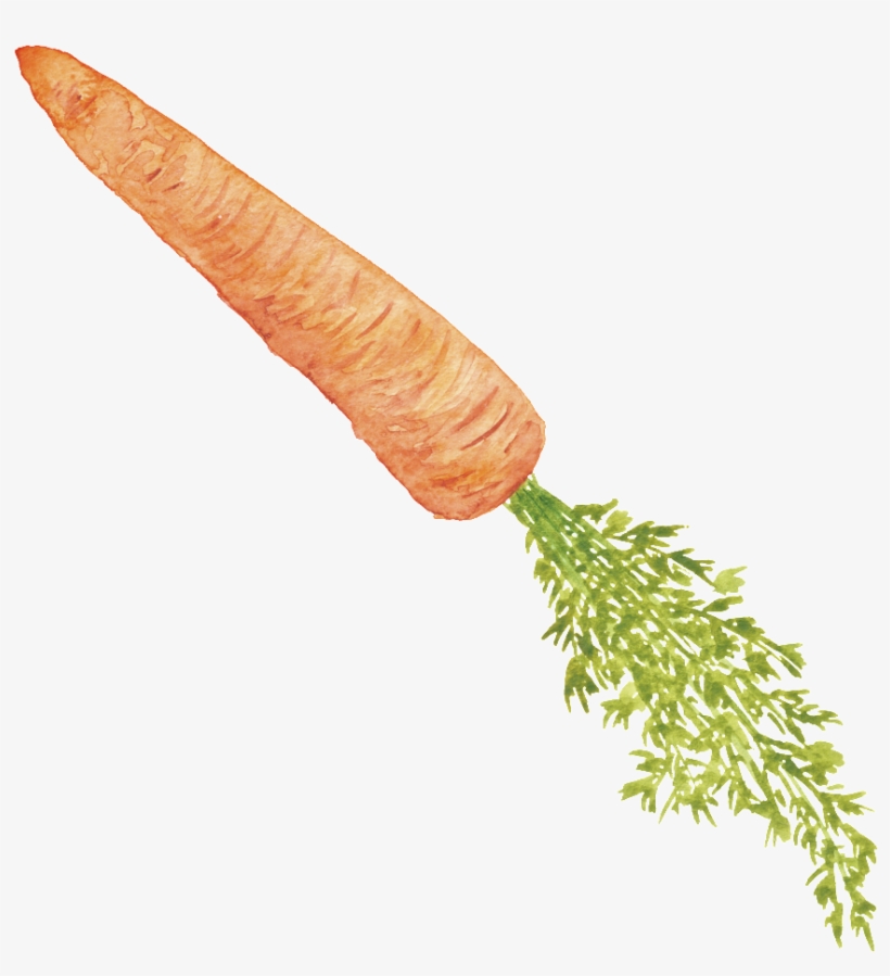 Orange Hand Painted Carrot Cartoon Vegetable Kitchen - Carrot, transparent png #2165344
