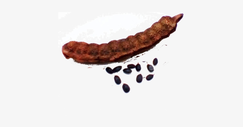 The Legumes Of Acacia Concinna , Form A Considerable - Cervelat, transparent png #2165441