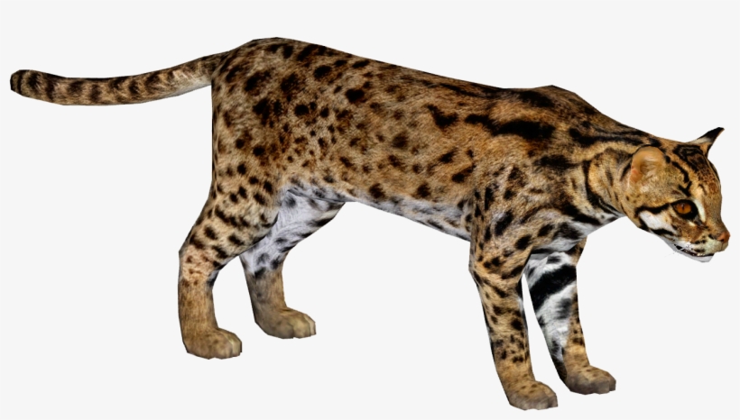 Leopard Cat - Felidae, transparent png #2165641