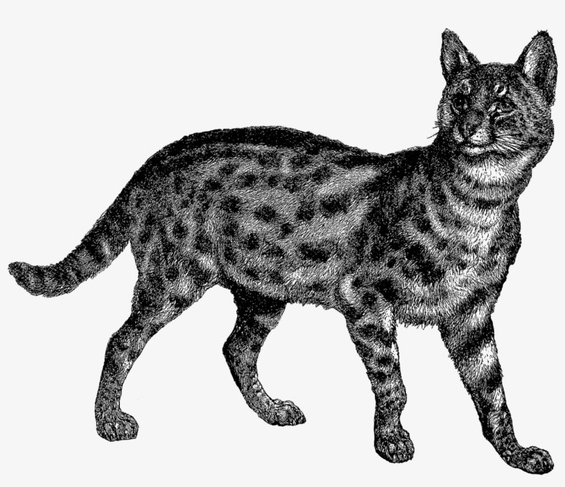 Digital Wild Cat Downloads - Wild Cat Png, transparent png #2165771