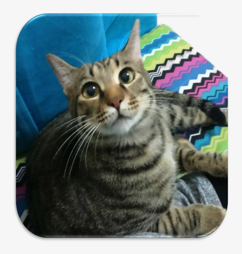 1-åœ Ç‰‡4 - Tabby Cat, transparent png #2165889