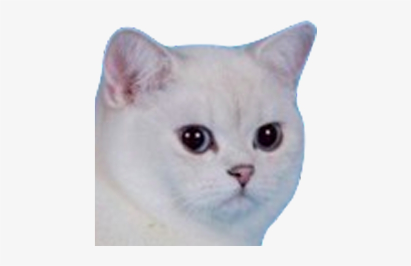 156kib, 800x450, Bielo =) - Don T Let Dumb Boys Control Your Emotions, transparent png #2165957